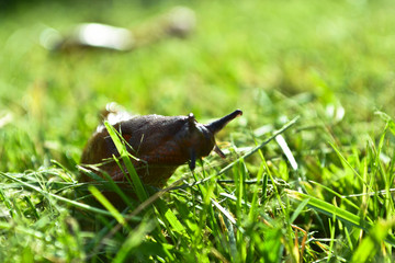 Snail on green grass