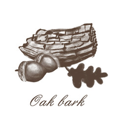 Oak hand drawn illustration one color style isolated on white background