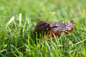Snail on green grass © Kamil