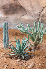 Three types of cacti in the desert