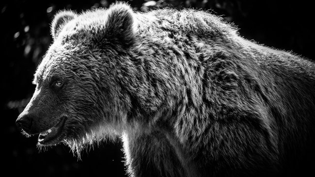 ours portrait noir et blanc Pyr&eacute;n&eacute;es