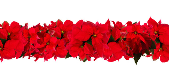 garland of fresh scarlet poinsettia flower or christmas star on a white background