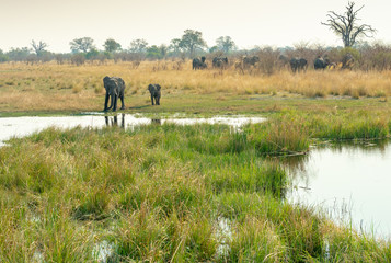 eine Herde Elefanten zieht zum Kwando River, Region Sambesi, Namibia