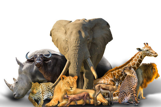 Big Five and wild african animals collage isolated on white background. African safari scene. Wallpaper composition background on white. Copy space.