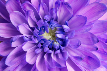 Obraz premium Purple chrysanthemum flower closeup