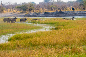 Büffel überqueren den Fluss Kwando, Region Sambesi, Namibia