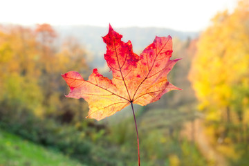 Fototapeta na wymiar Maple leaf on the blurred background