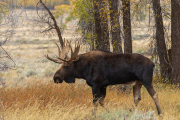 Bull Shiras Moose in the Fall Rut