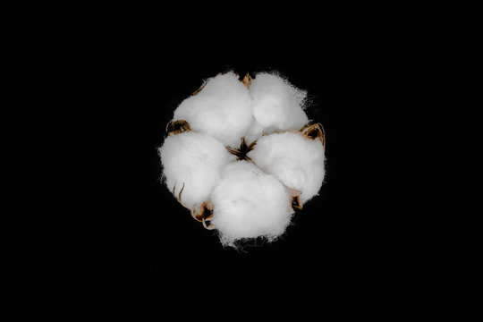 Dried white cotton flower blossom isolated on black background