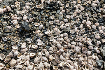 An amazing natural textured pattern from mussels lying on the beach on their natural position left by birds that hunts seafood from the ocean directly to the beach. Atacama Desert, Chile

