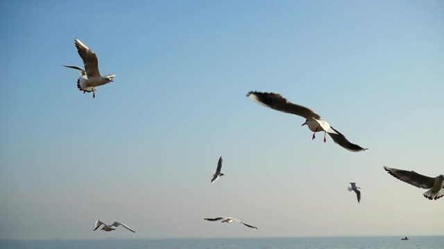 Seagulls fly over the sea. Slow Motion.