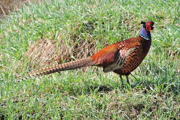 A rooster pheasant