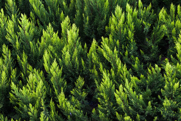 green hedge background