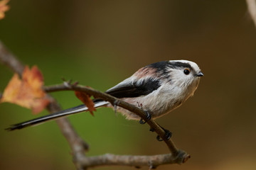 Long-tailed tit (Aegithalos caudatus)
