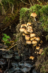 A group of mushrooms on the forest floor