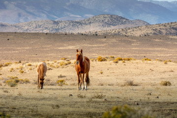 A mustang mare and her colt in the desert with mountain behind her, looking at camera