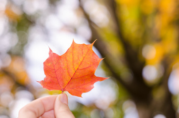 Autumn maple leaf in fingers.