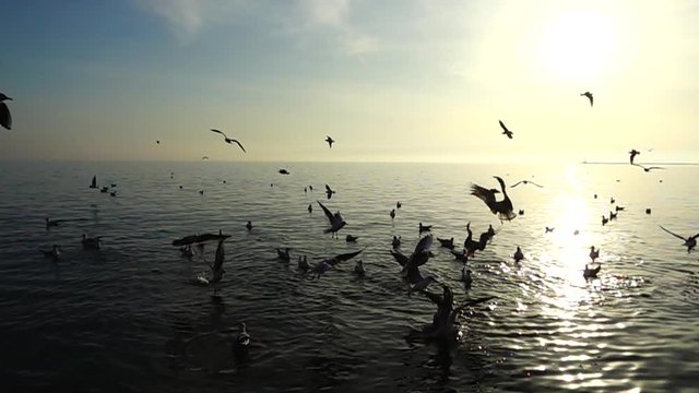 Seagulls fly over the sea. Slow Motion.
