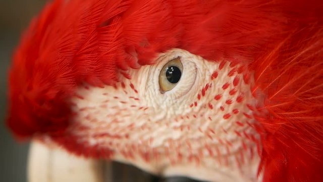 Close up of Red Amazon Scarlet Macaw parrot or Ara macao, in tropical jungle forest. Wildlife Colorful selective focus portrait of bird with vibrant feathers from exotic nature.