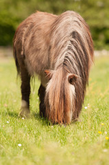 Zotteliges kleines Pony grast auf der Wiese