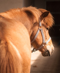 Rotes Islandpferd steht angebunden in der Stallgasse © happylights