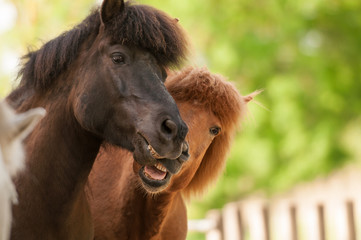Fototapeta premium Zwei Islandpferde stehen nebeneinander und gähnen