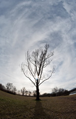 Kahler Baum ragt in den Himmel