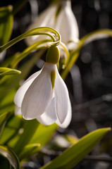 Weiße Blüte eines Schneeglöckchens im Frühjahr