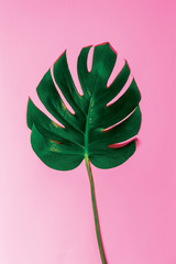 monstera leaf on a pink screen