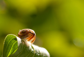 Schnecke sitzt auf gebogenem Blatt, Nahaufnahme