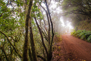 Wanderweg durch den Urwald von La Gomera, Kanarische Inseln, Spanien
