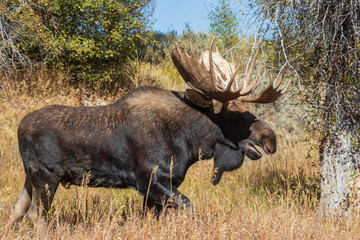 Bull Shiras Moose in the Fall Rut