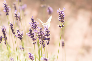 Weißer Schmetterling sitzt auf Lavendel Blüte