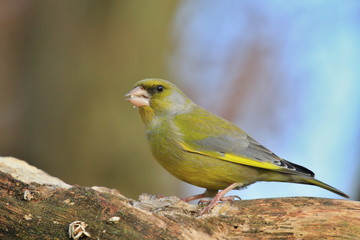 European greenfinch (Carduelis chloris). Bird sitting on a branch. Bird of Europe. Songbird in the nature habitat.