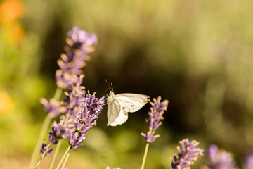 Weißer Schmetterling sitzt auf Lavendel Blüte