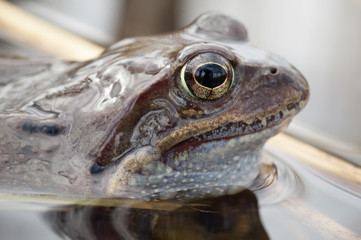 Frosch schaut aus Wasser heraus