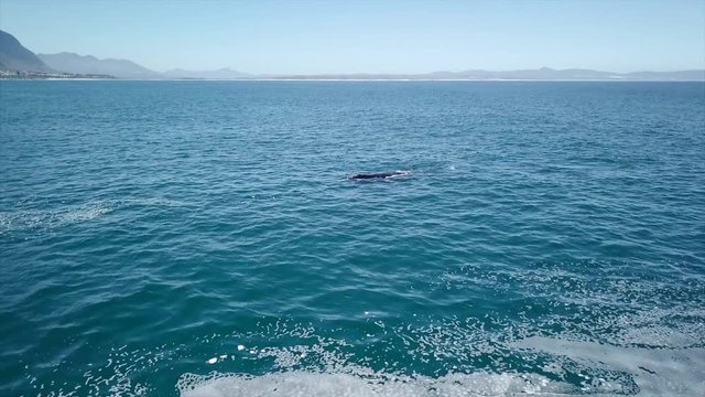 ballena 