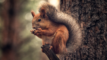 Brown Squirrel sitting on a tree eating Siberia