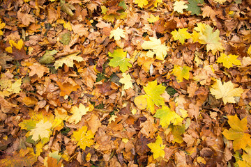 Bright yellow leaves in the autumn forest