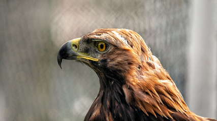 Eagle in profile