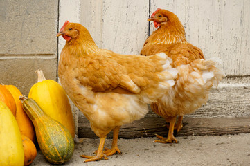 Two hen near yellow pumpkins on a rural background.