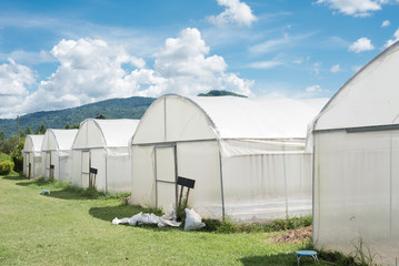 Fototapeta na wymiar White insect protection net in farm