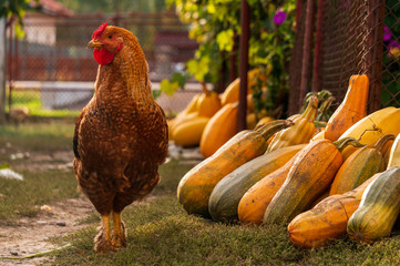 Majestic rooster on a rustic autumn background. Rooster standing near colorful pumpkins. 