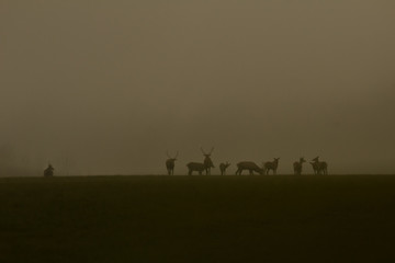 Fototapeta na wymiar deers on filed