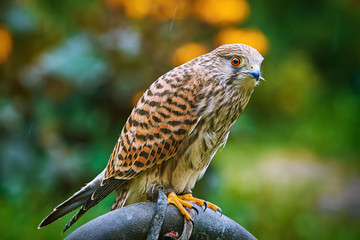 Common Kestrel (Falco Tinnunculus)