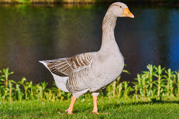 Grey Goose on the Grass