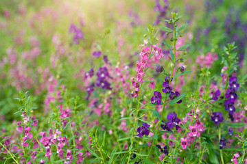 For get me not flower in garden