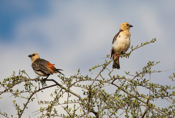Pair of White-Headed Buffalo Weavers, Dinemellia dinemelli, perched on acacia tree with cloudy blue sky background