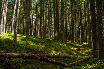 Obraz premium Green forest