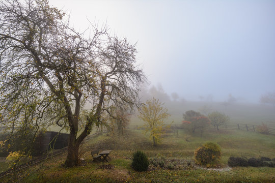 Birnbaum im Herbst  im Nebel vor bepflanzten H&uuml;geln